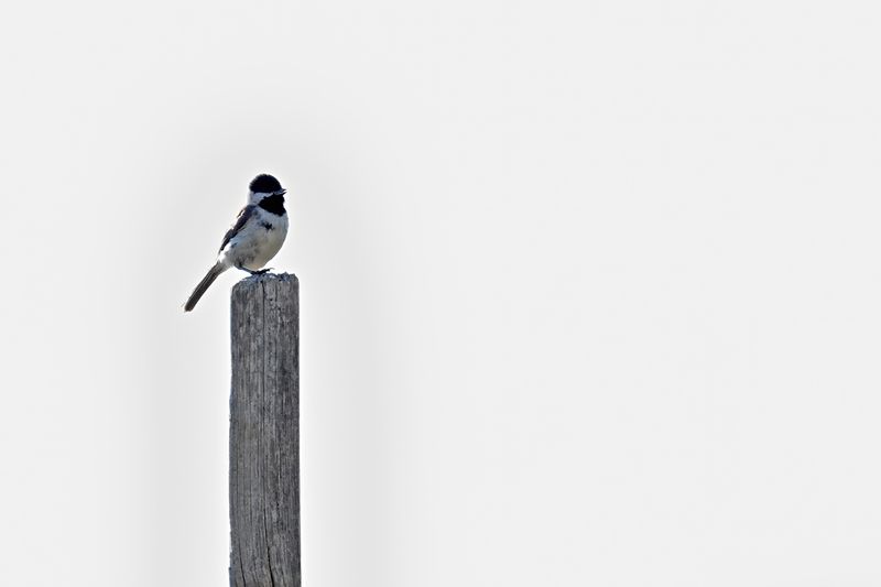 Gallery Sombre Tit