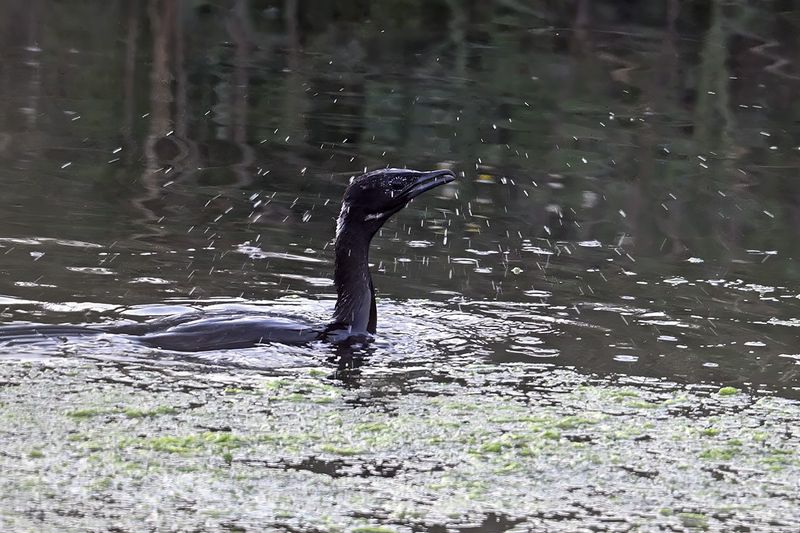 Pygmy Cormorant (Microcarbo pygmaeus)	