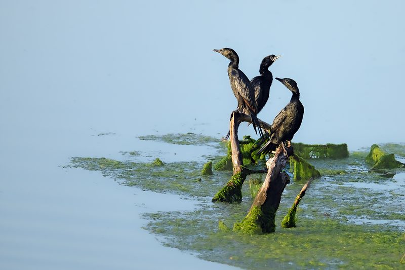 Gallery PygmyCormorant