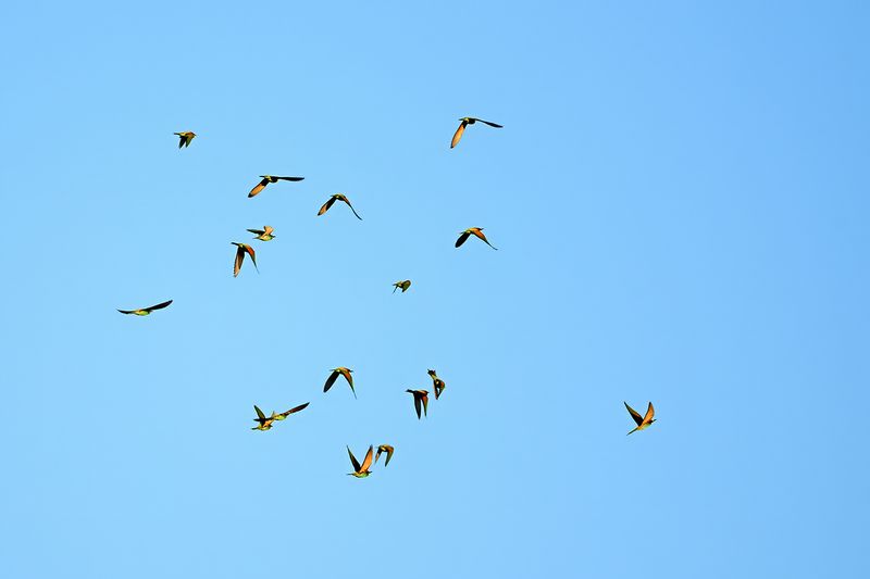 Gallery Bee-eater