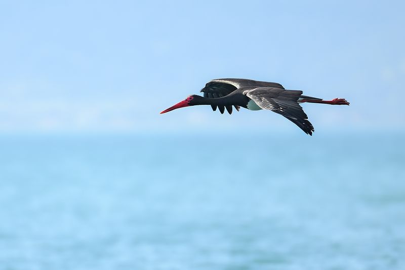 Black Stork (Ciconia nigra)