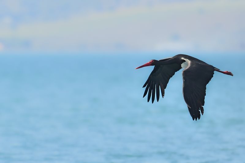 Gallery Black Stork