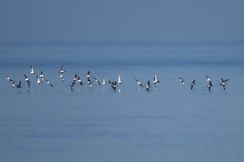 Gallery Yelkouan Shearwater