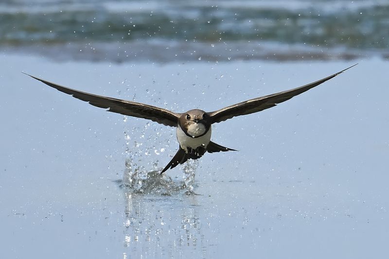 Alpine Swift (Tachymarptis melba)