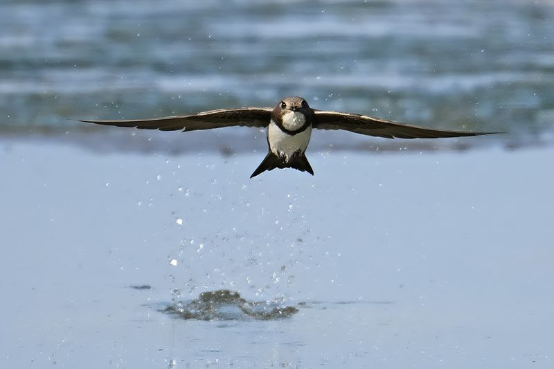 Alpine Swift (Tachymarptis melba)