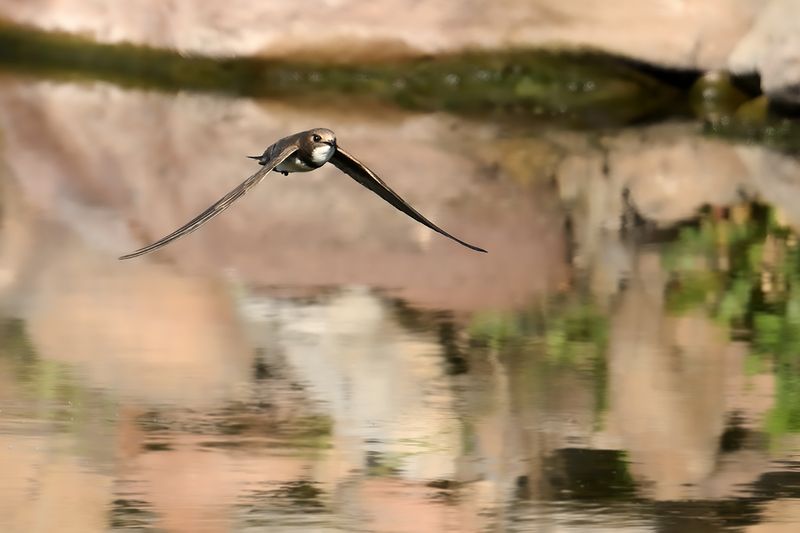 Alpine Swift (Tachymarptis melba)