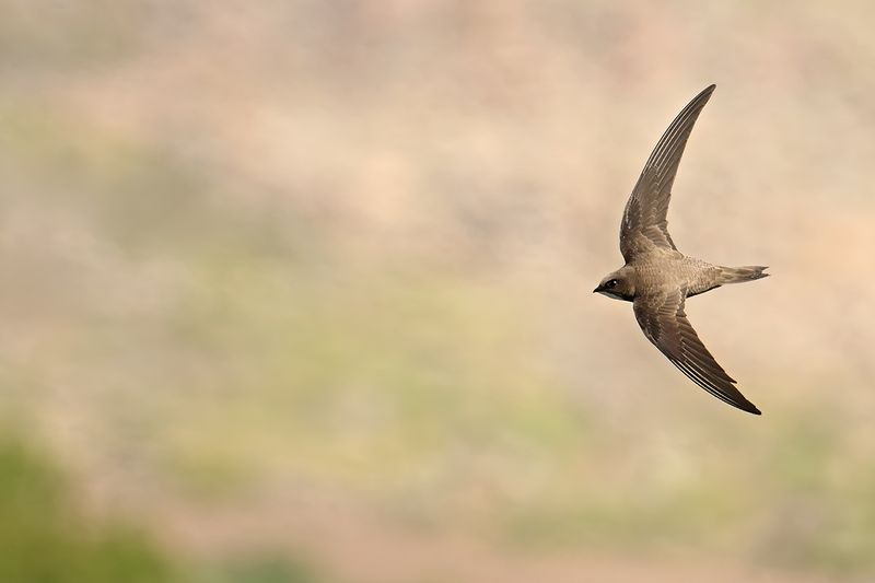 Alpine Swift (Tachymarptis melba)
