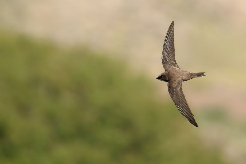 Gallery Alpine Swift