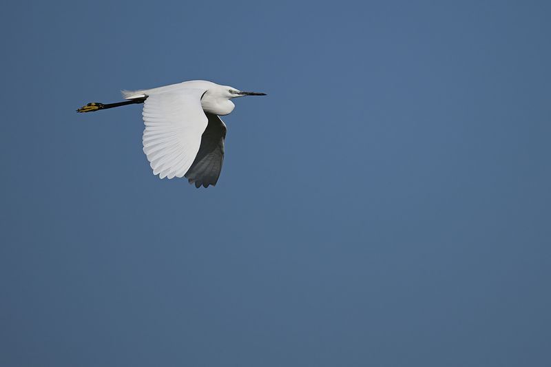 Little Egret (Egreta garzetta)