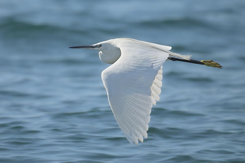 Little Egret (Egreta garzetta)