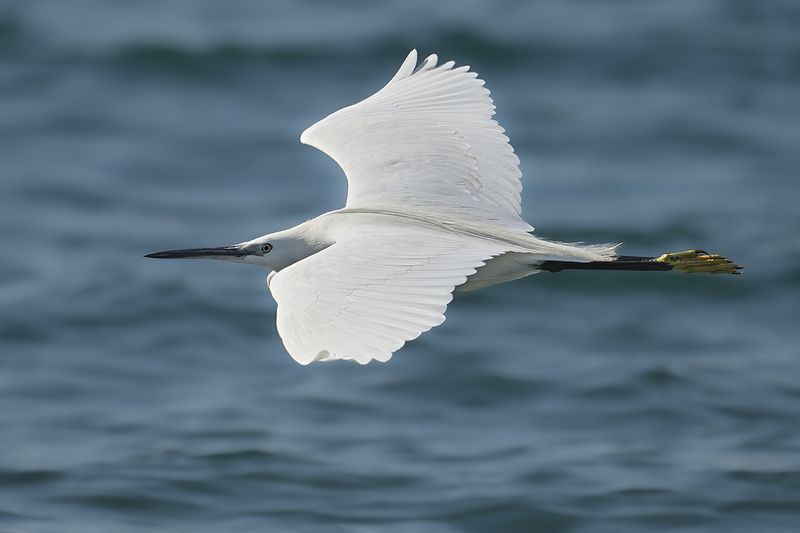 Gallery Little Egret