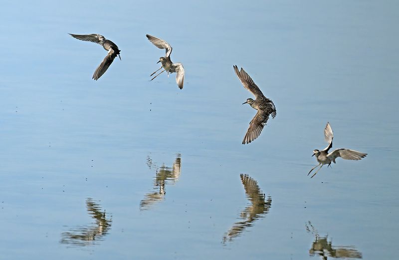 Gallery Wood Sandpiper