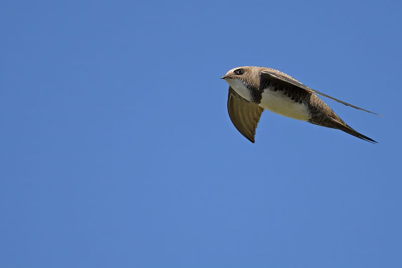 Alpine Swift (Tachymarptis melba)