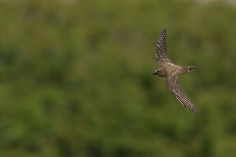 Alpine Swift (Tachymarptis melba)