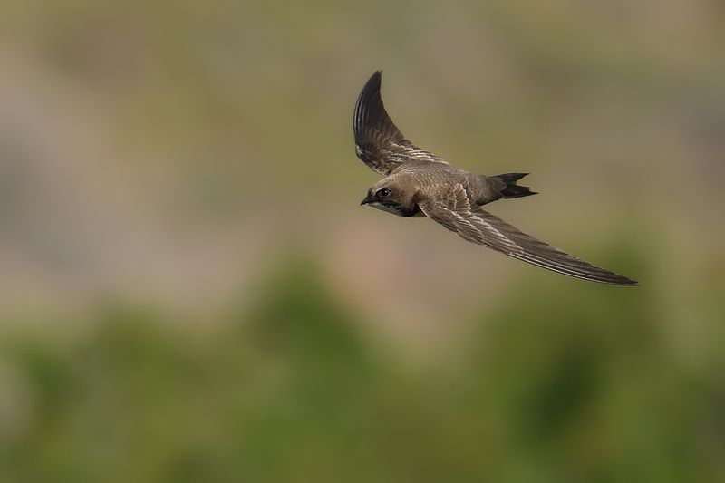 Alpine Swift (Tachymarptis melba)