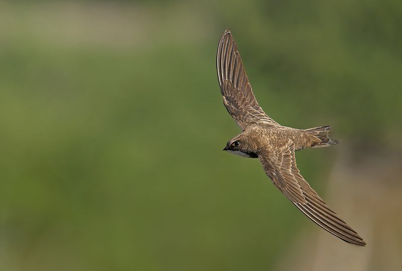 Alpine Swift (Tachymarptis melba)