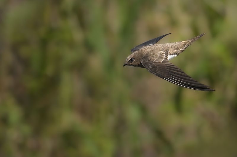 Alpine Swift (Tachymarptis melba)
