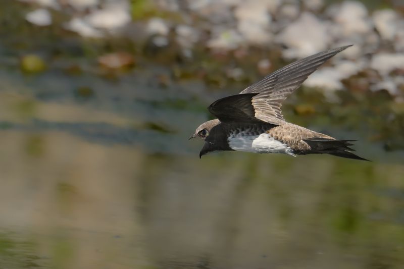 Alpine Swift (Tachymarptis melba)