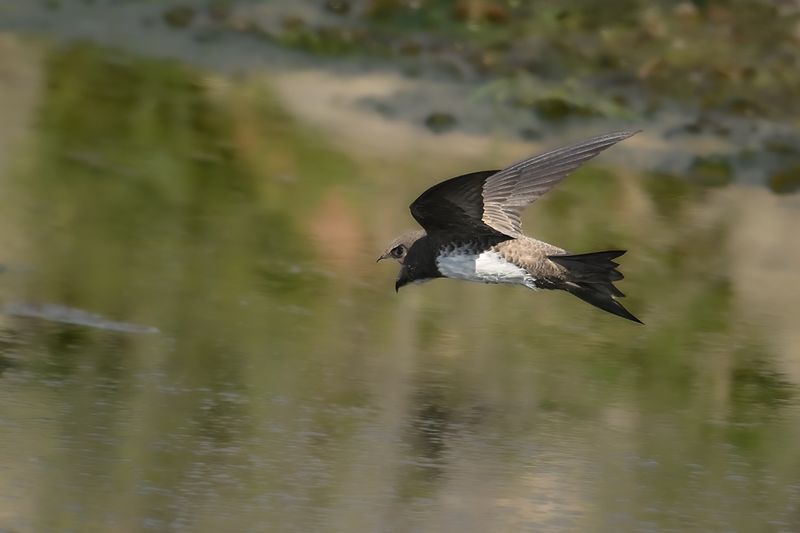 Alpine Swift (Tachymarptis melba)