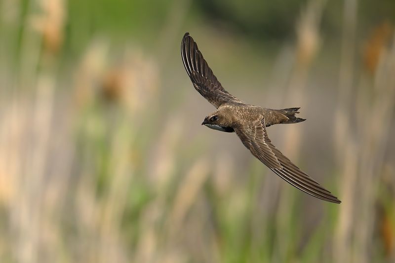 Alpine Swift (Tachymarptis melba)