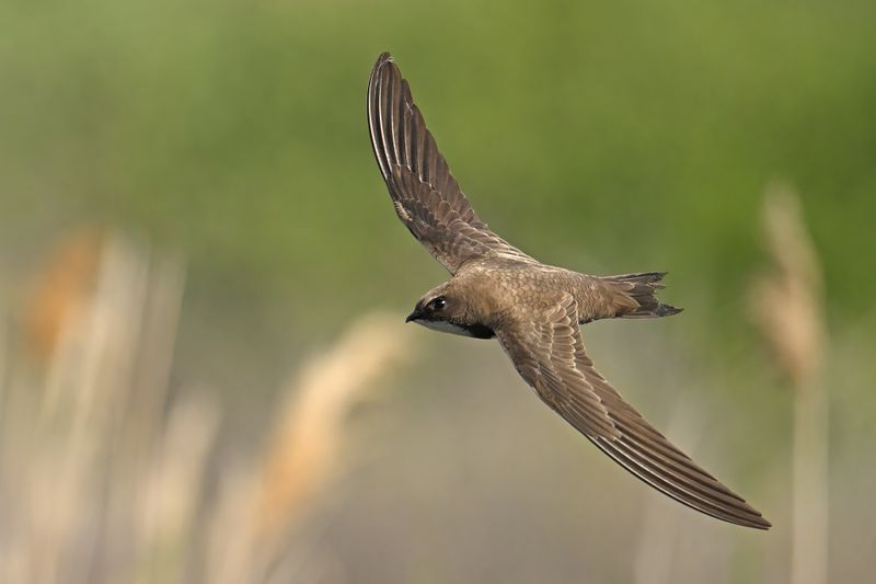 Alpine Swift (Tachymarptis melba)