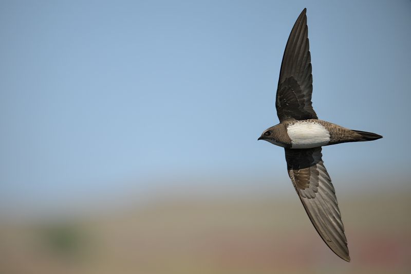 Gallery Alpine Swift