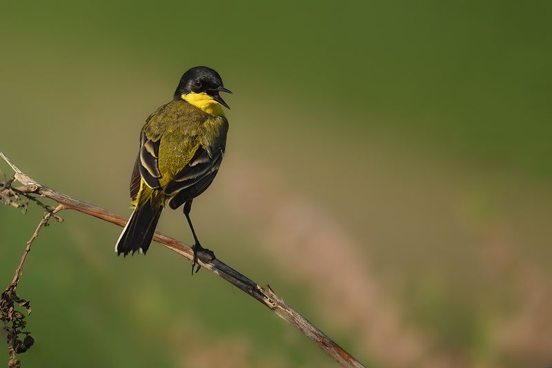 Gallery Yellow Wagtail