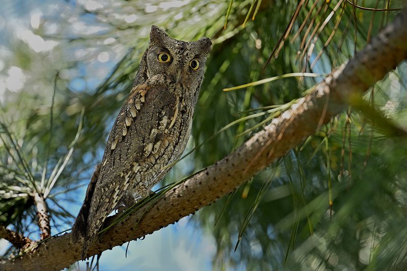 European Scops Owl (Otus scops)	
