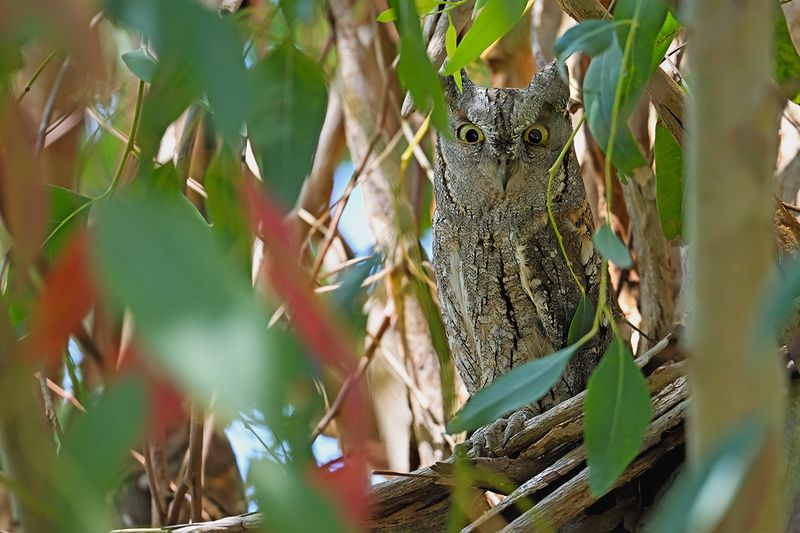 European Scops Owl (Otus scops)	