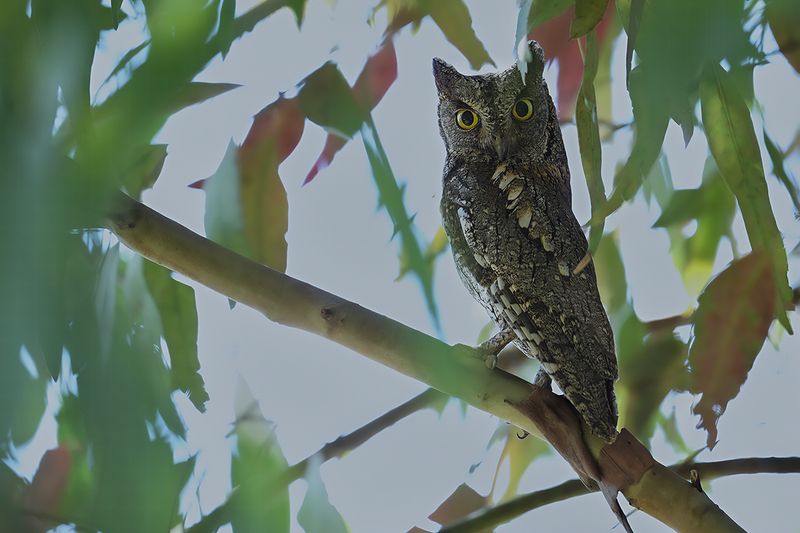 European Scops Owl (Otus scops)	