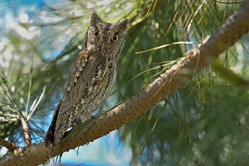 European Scops Owl (Otus scops)	