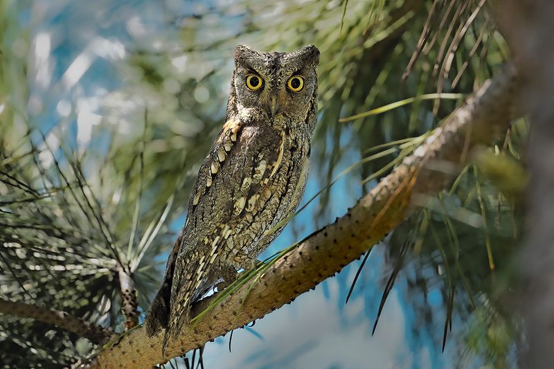 European Scops Owl