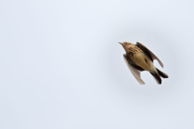 Red-throated Pipit (Anthus cervinus)