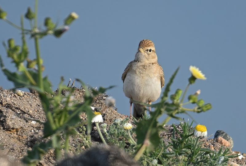 Greater short-toed lark (Calandrella brachydactyla brachydactyla)