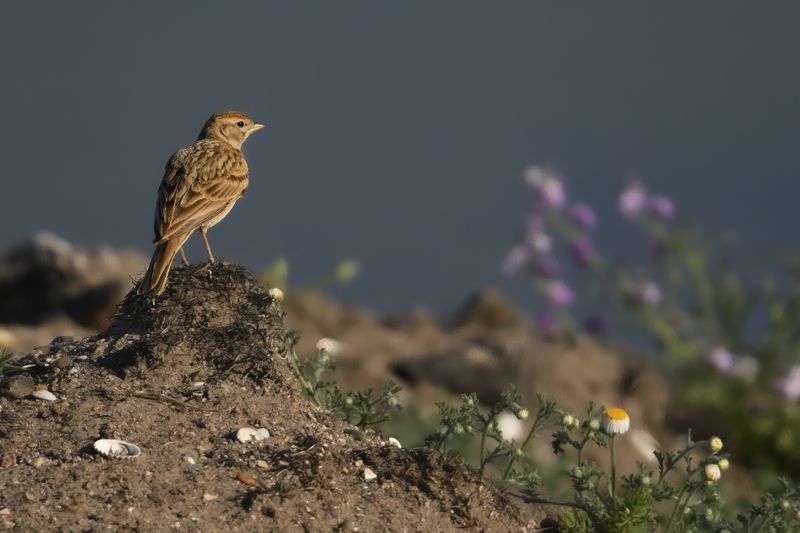 Gallery Short-toed Lark
