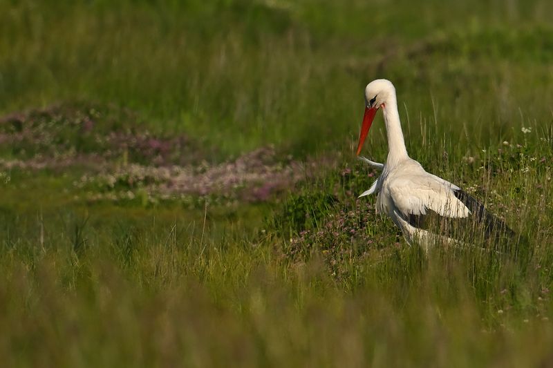 Gallery White Stork