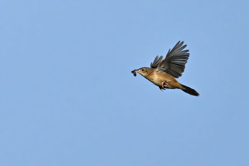 Gallery Zitting Cisticola