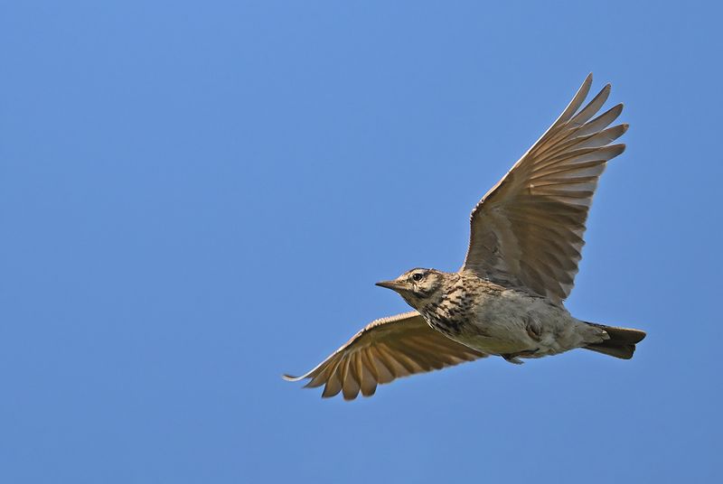 Gallery Crested Lark