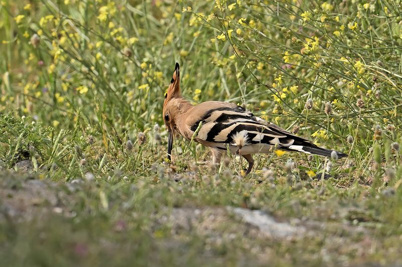 Hoopoe (Upupa epops)
