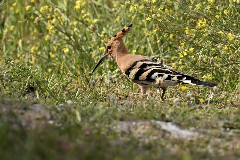 Hoopoe (Upupa epops)