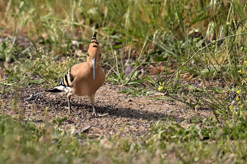 Gallery Hoopoe