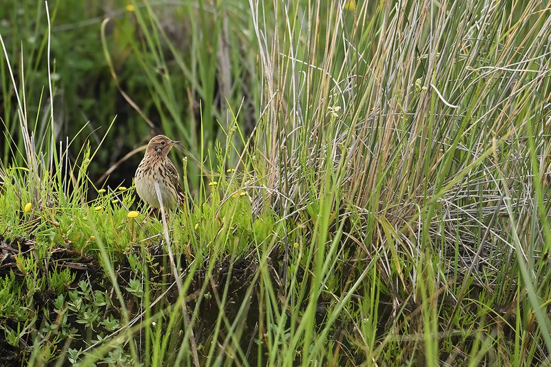 Gallery Red-throated Pipit