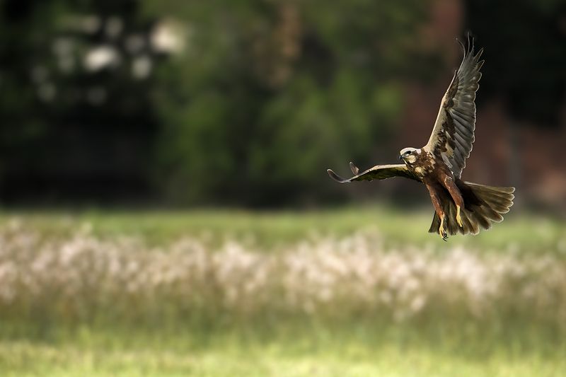 Western Marsh Harrier (Circus aeruginosus)