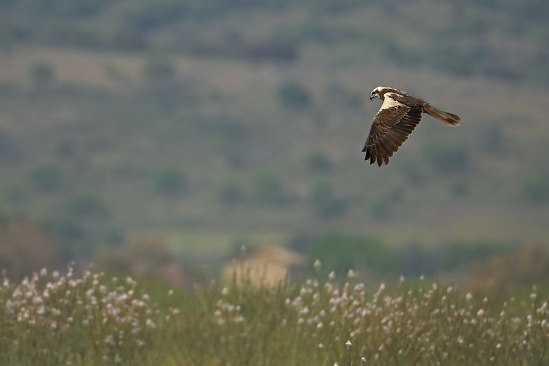 Western Marsh Harrier (Circus aeruginosus)