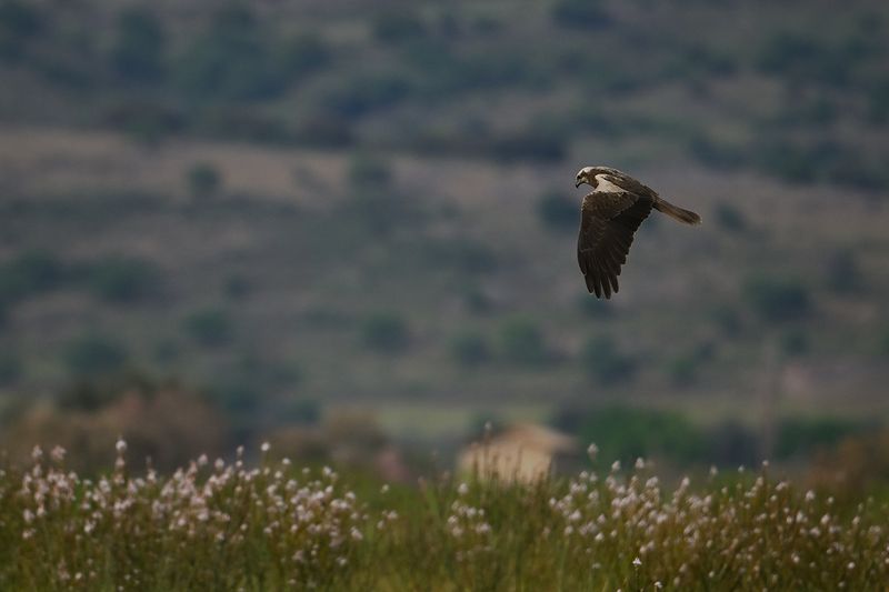 Western Marsh Harrier (Circus aeruginosus)