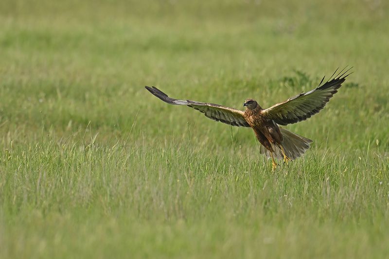 Western Marsh Harrier (Circus aeruginosus)
