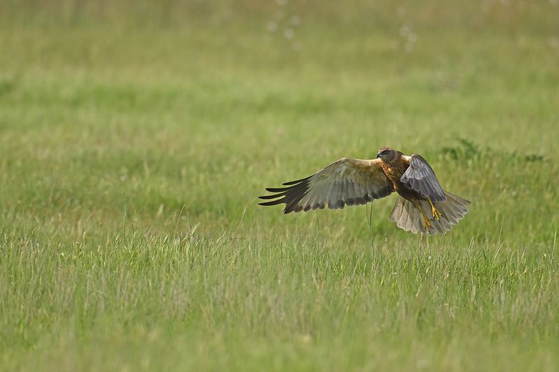 Western Marsh Harrier (Circus aeruginosus)