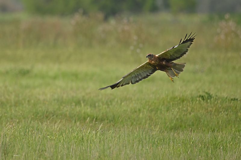 Western Marsh Harrier (Circus aeruginosus)