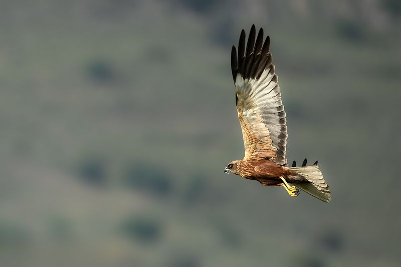 Western Marsh Harrier (Circus aeruginosus)