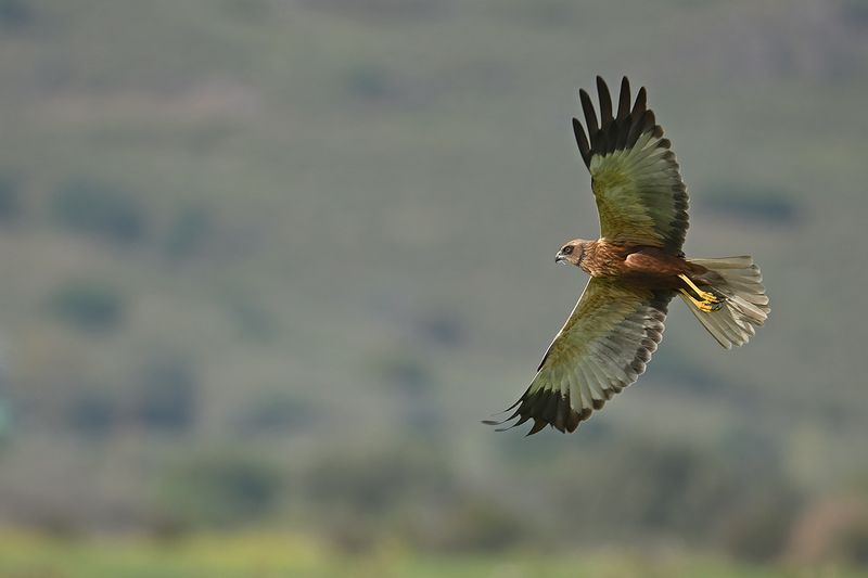 Gallery Marsh Harrier
